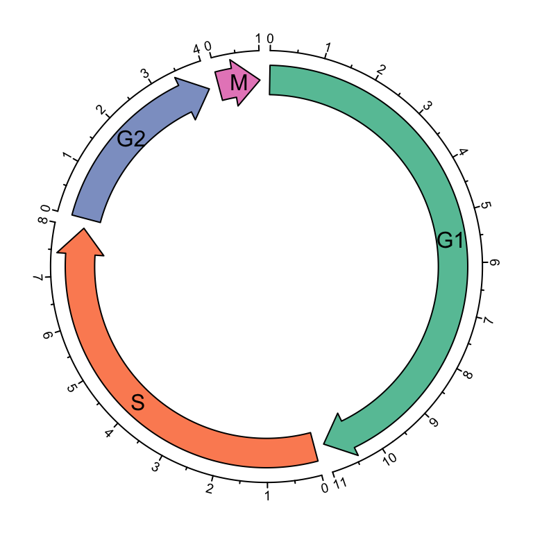 Cell cycle.