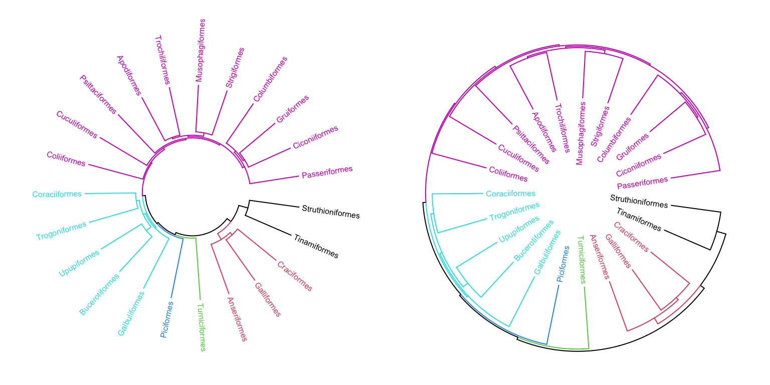 A circular phylogenetic tree.